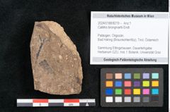 Foto (Objekt + Etikett) von Callitris brongniartii Endl. (NHMW-GEO-2024-0188-8219)